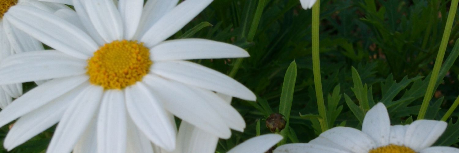 AmenabarMaria's profile banner image