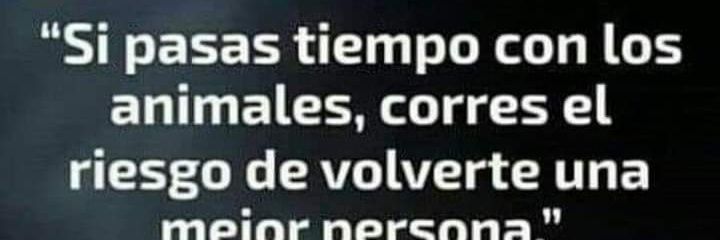 Canito 🐱 🇨🇱🇵🇸🌳🌳🌳 banner