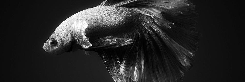 Betta_Fish_Care's profile banner image