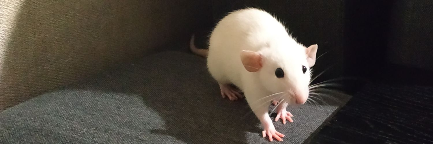 не альона banner