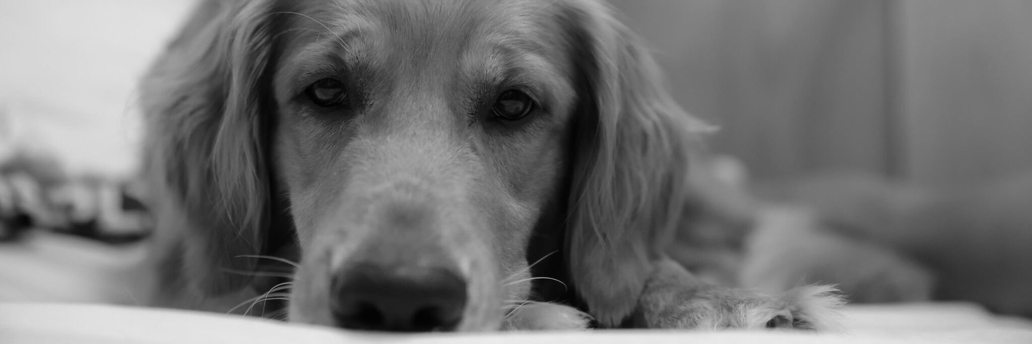 cefecha's profile banner image