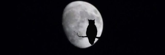 Nife banner