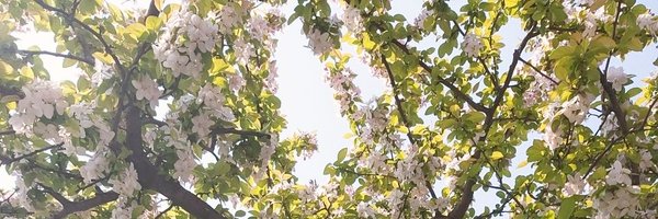 fronthairs Profile Banner