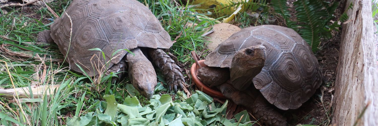 Tortoisespot's profile banner image