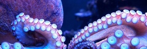 MsMeMaHa's profile banner image