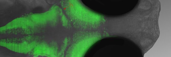 SumbreLab Profile Banner