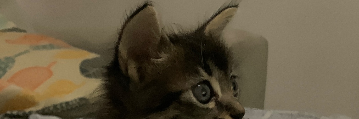 brrruninha's profile banner image