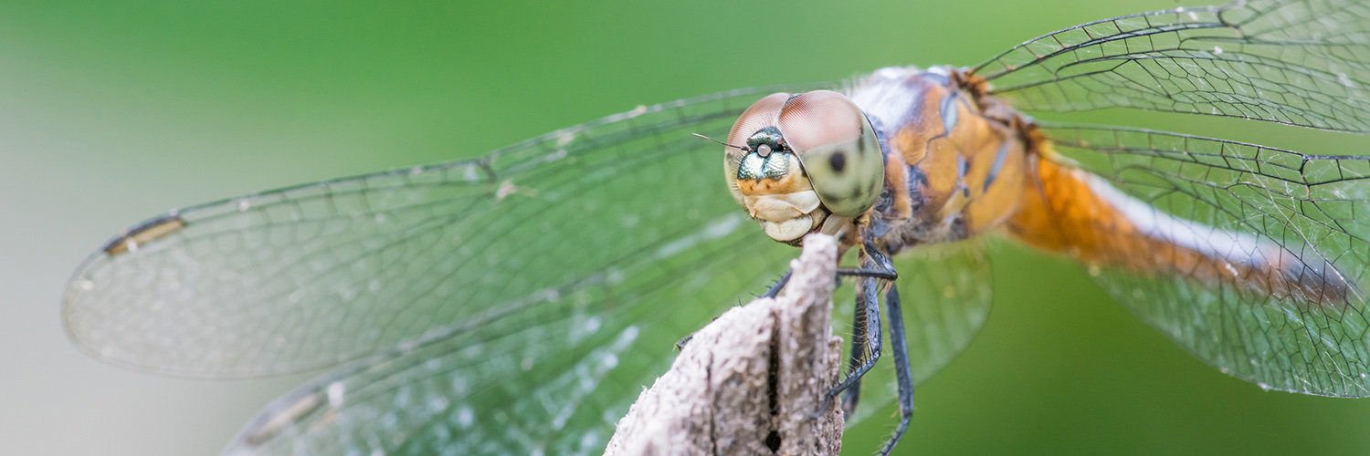 ZLI_Insects's profile banner image
