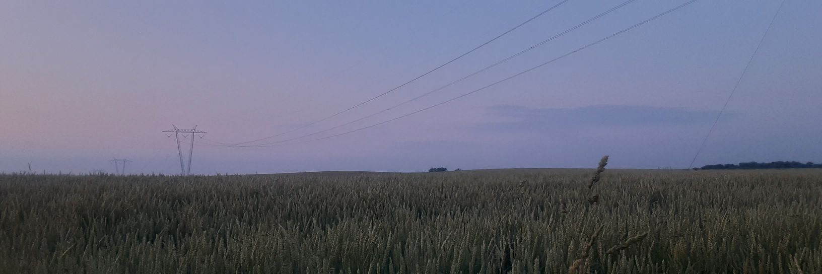 Kolya banner