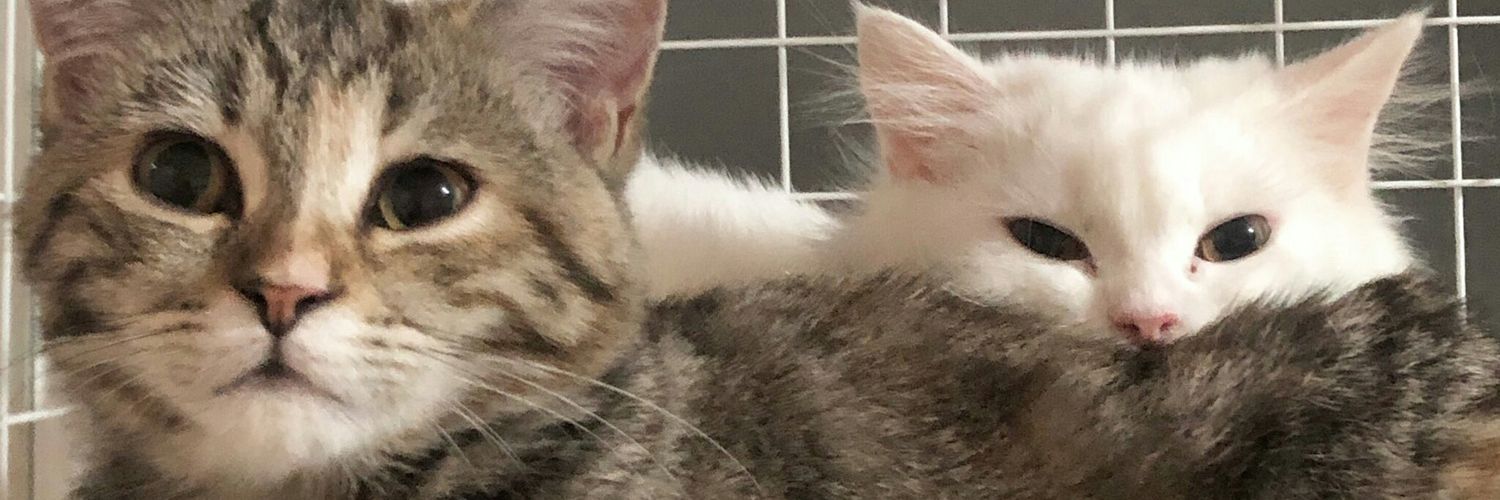 😽🙀😾 banner