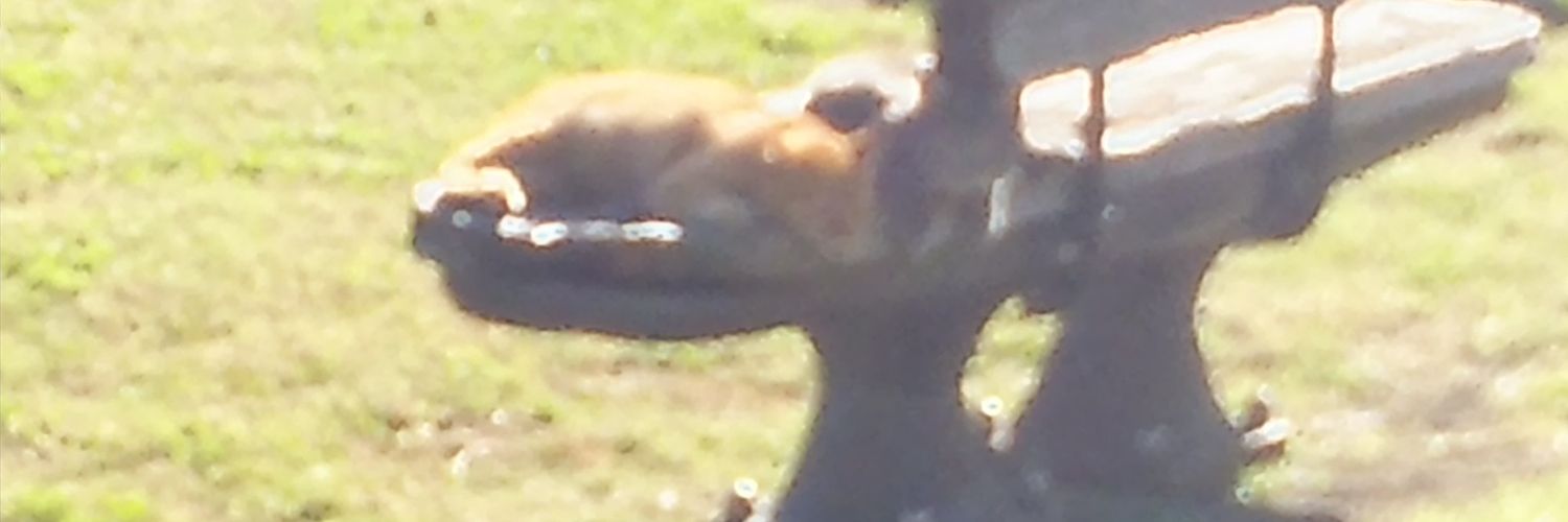 necocosik💙 banner