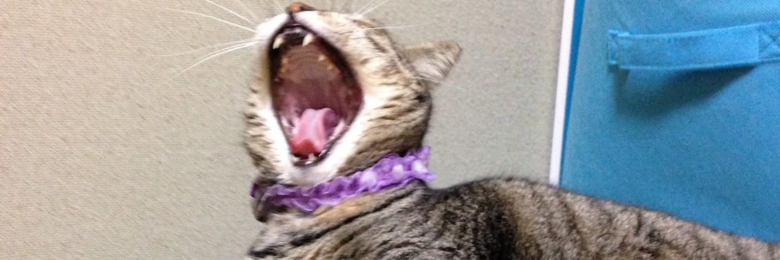 ranetto's profile banner image