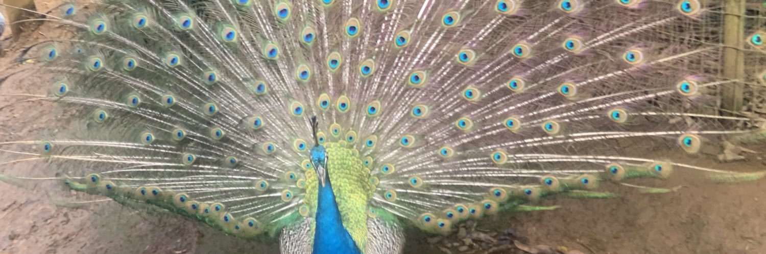 amyikes's profile banner image