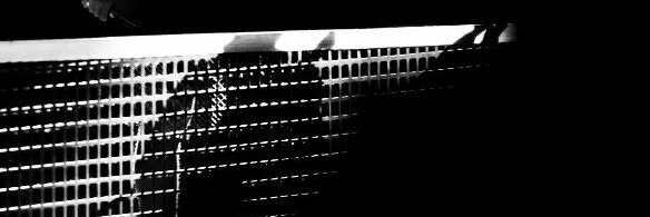 Vince_Mingo 🔁 banner