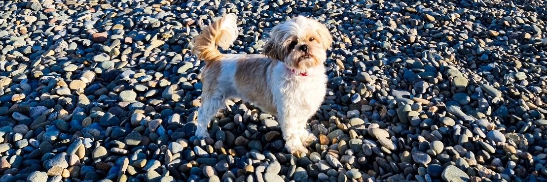 Caitlin McBride banner