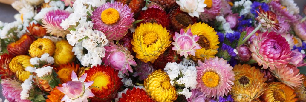 Hitomi Tanikawa banner