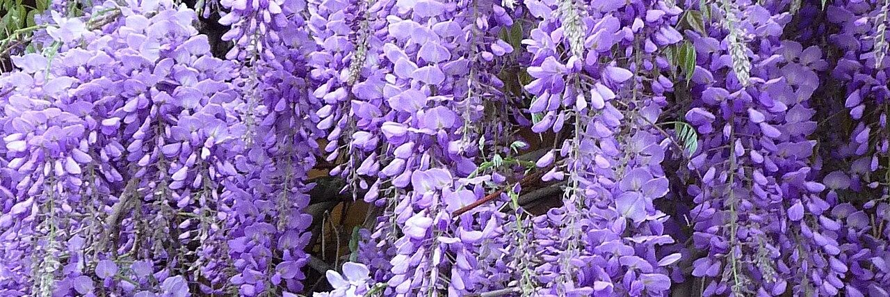 Ex BeardedGregU banner