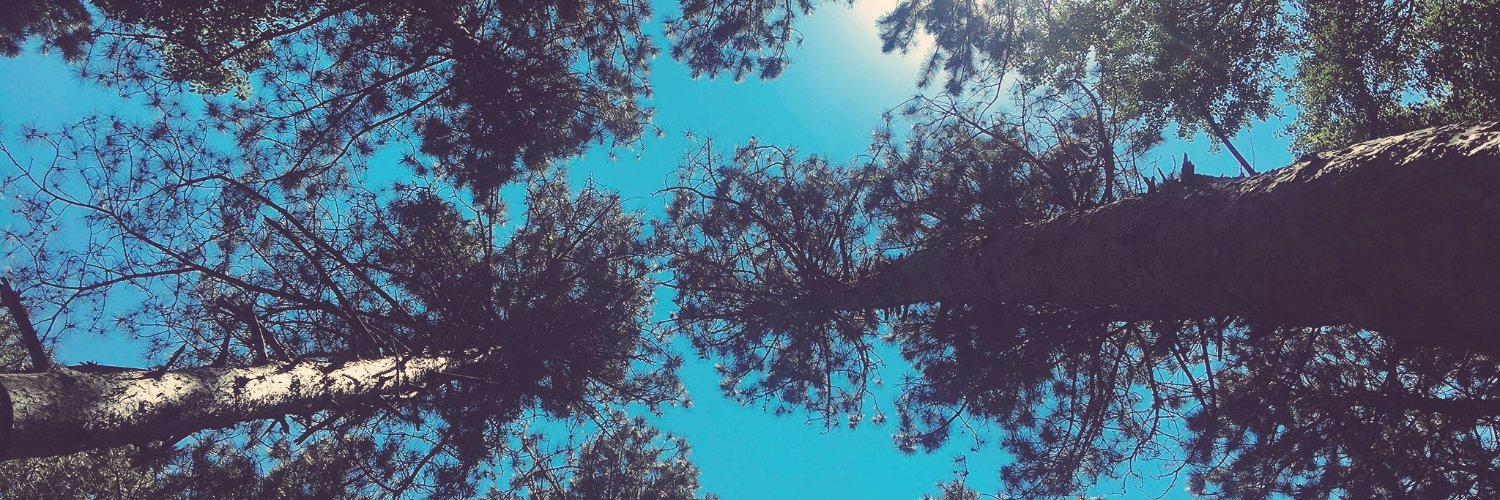 Twitter banner for @wisewooks