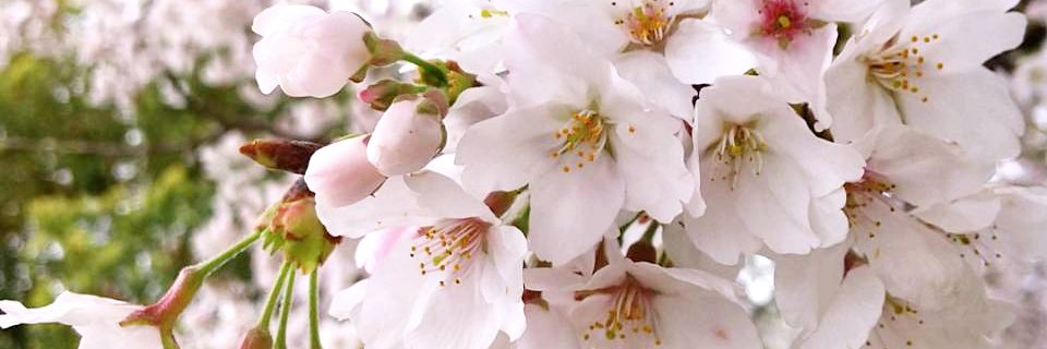 tsukimiso725's profile banner image