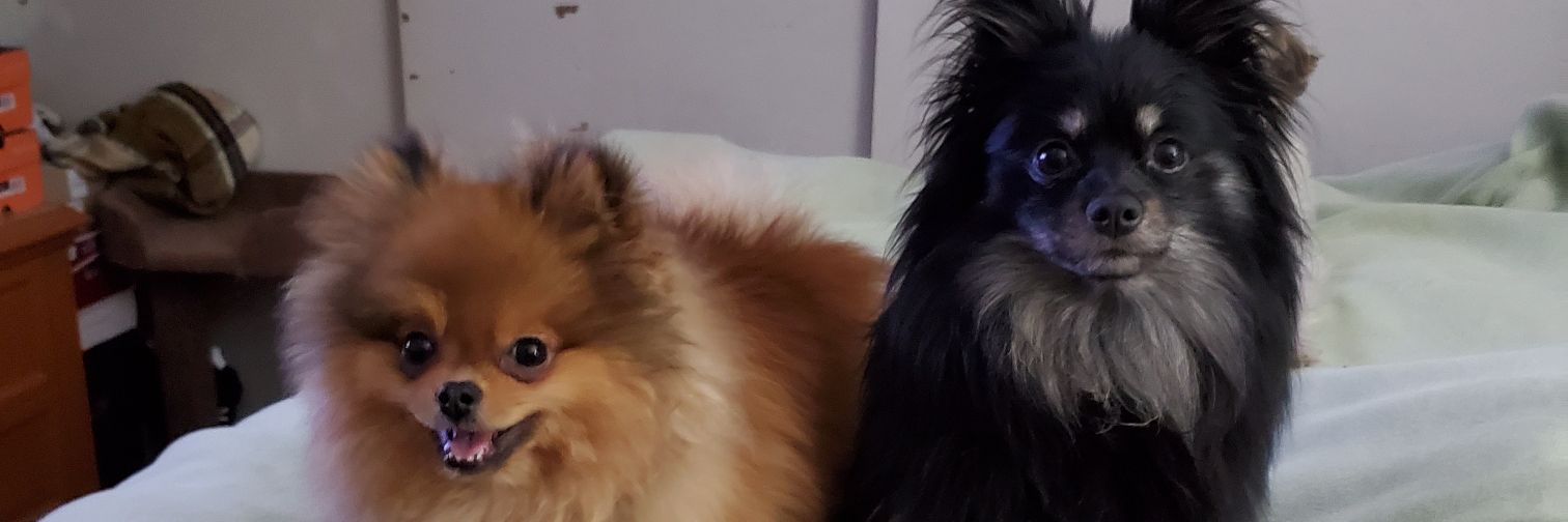 Mischa&Oliver banner