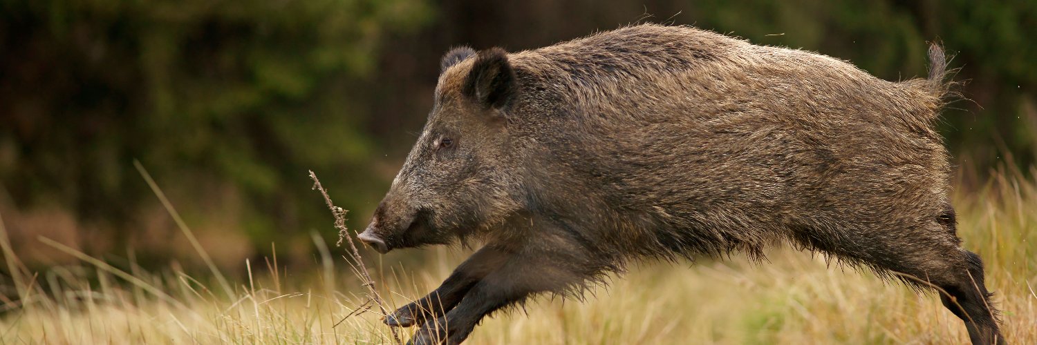 Pig Brig banner