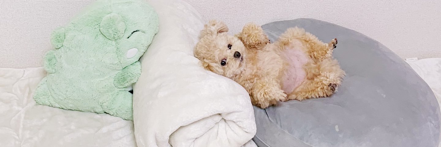 ふわパパ🧸's banner