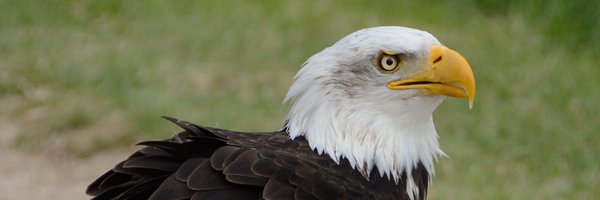 LexRaaphorst Profile Banner