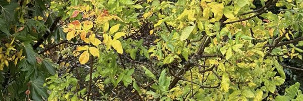 basesmusic Profile Banner