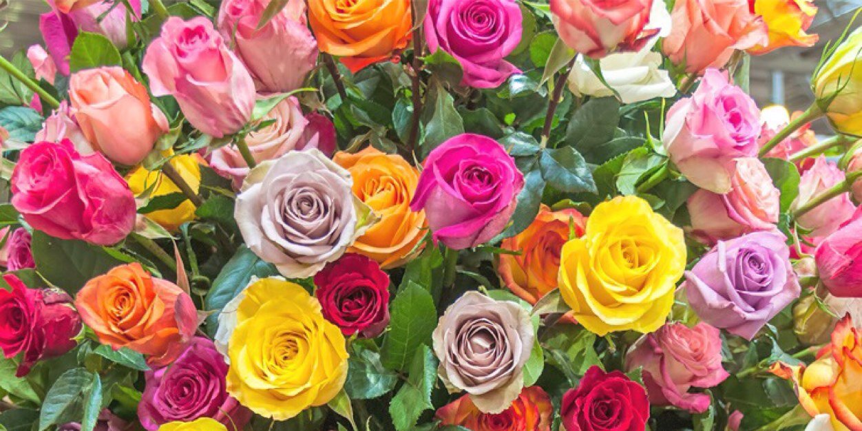 ilma_ilma's profile banner image