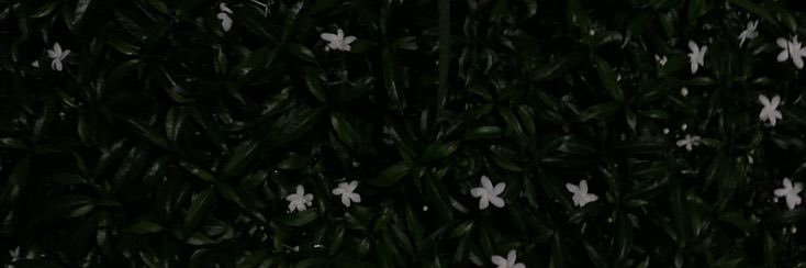 emma. banner