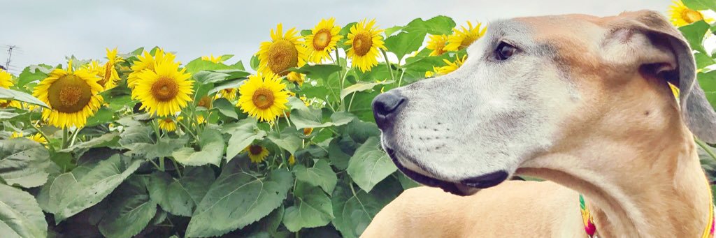 dan_greatdane's profile banner image