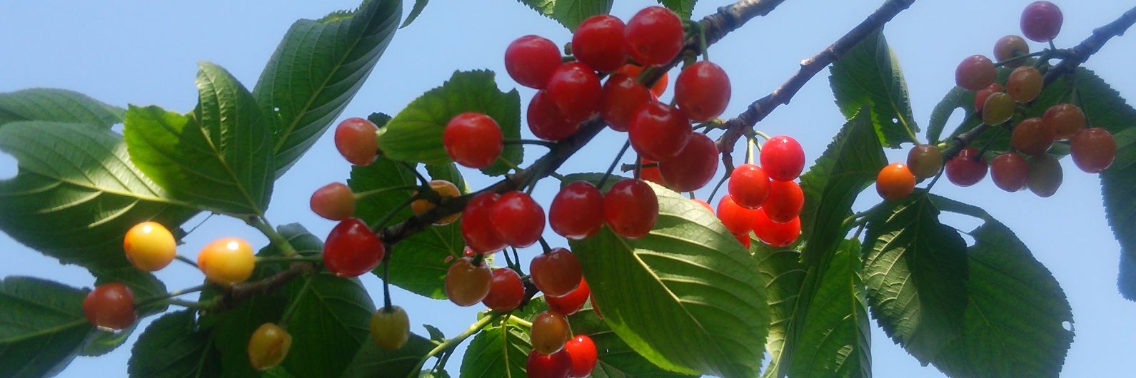 悠弥 banner