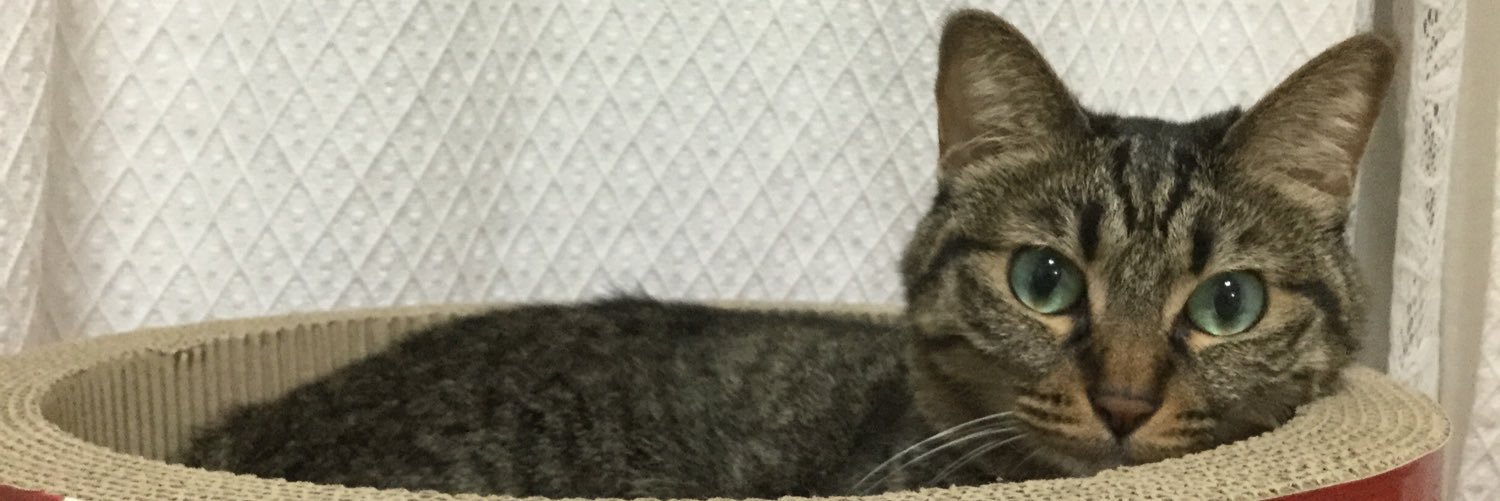 kinachoff's profile banner image