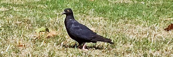 Moksyo Profile Banner