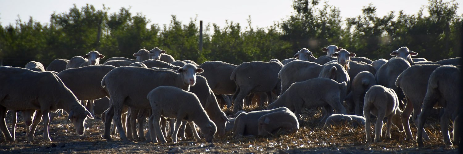 Gerard Velthuizen @gerardus.bsky.social banner