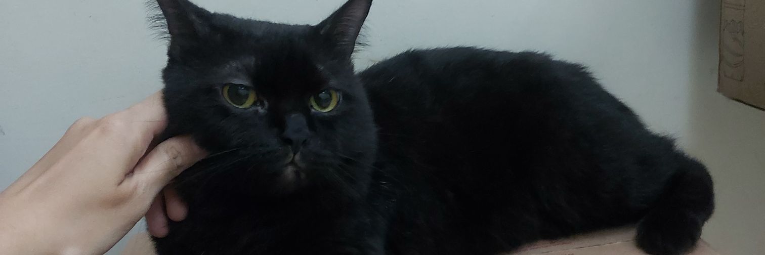 SRHCha's profile banner image