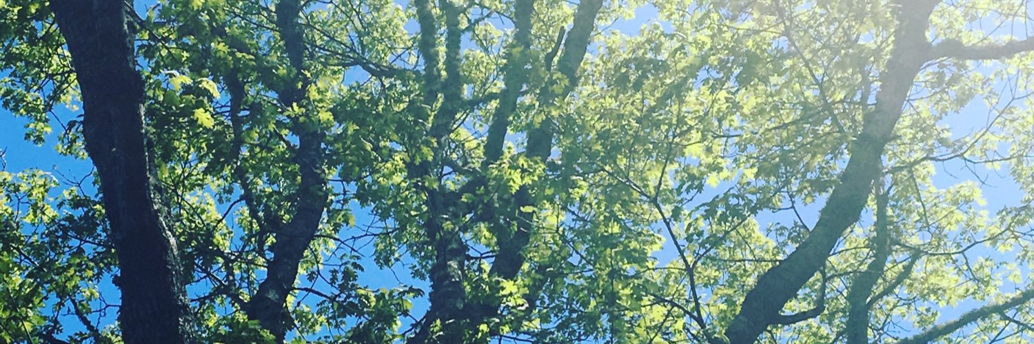 dderosa1218's profile banner image