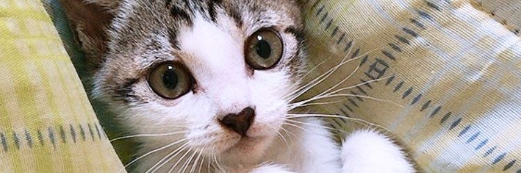 Rindy_Mons's profile banner image