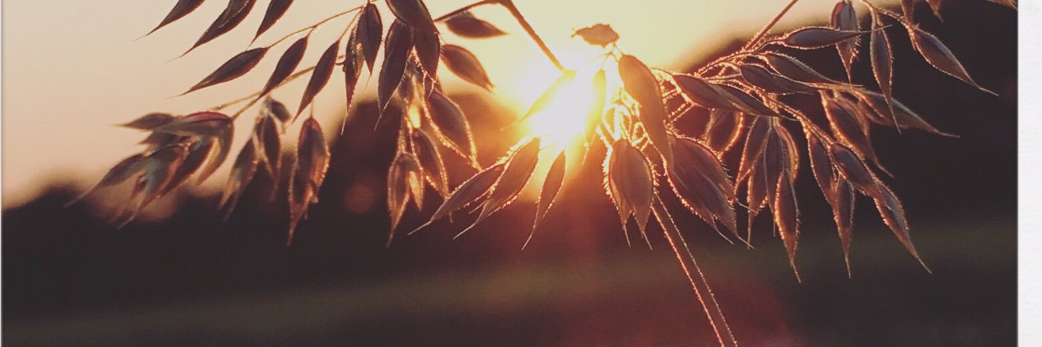 adneilliW's profile banner image