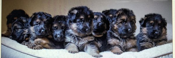 Spark7210 Profile Banner