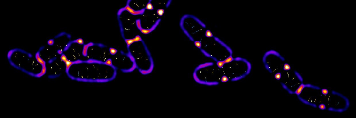 Andrea Vettiger banner