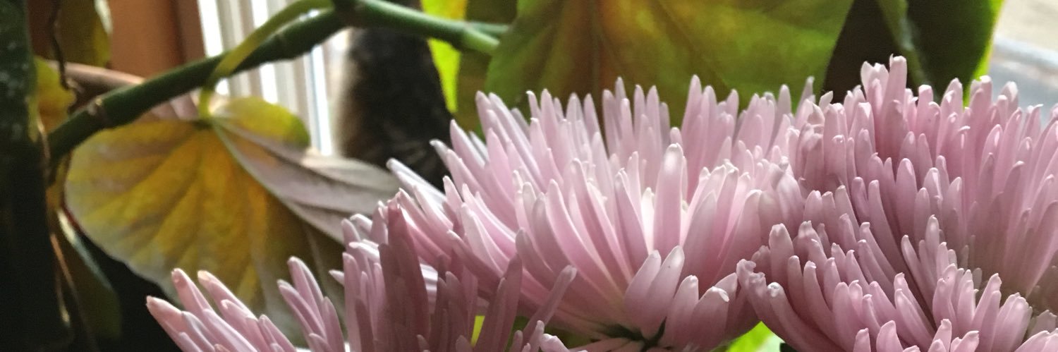 WiggleDiggleDoo's profile banner image