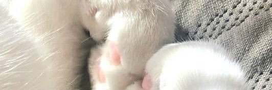 ต้าวหู้ banner