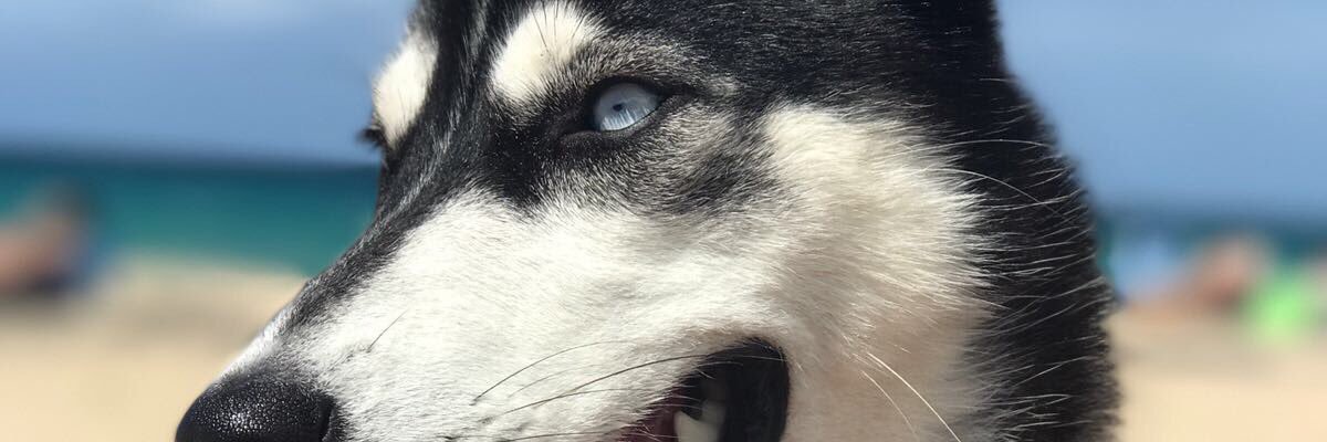 JL_Ortega16's profile banner image