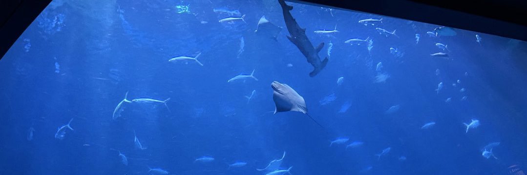 AkabaneDolphin's profile banner image