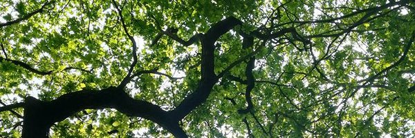 PICStato Profile Banner