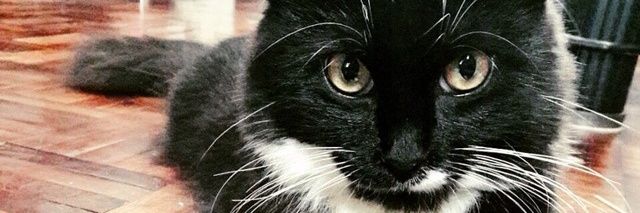 nasferiza's profile banner image
