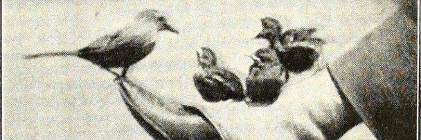 BridDrake's profile banner image