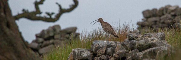 CurlewAction Profile Banner