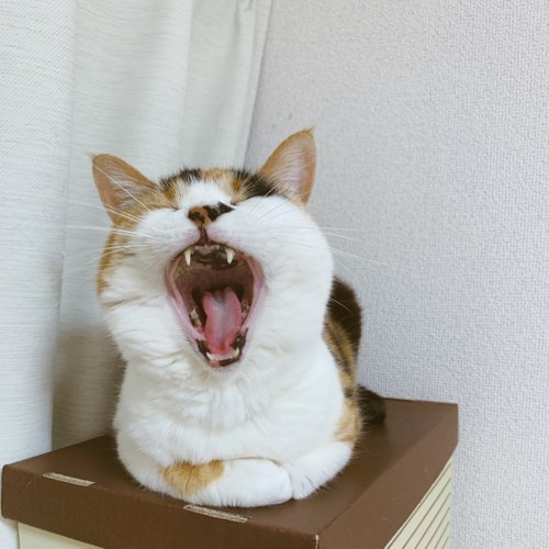 chikomin's profile banner image